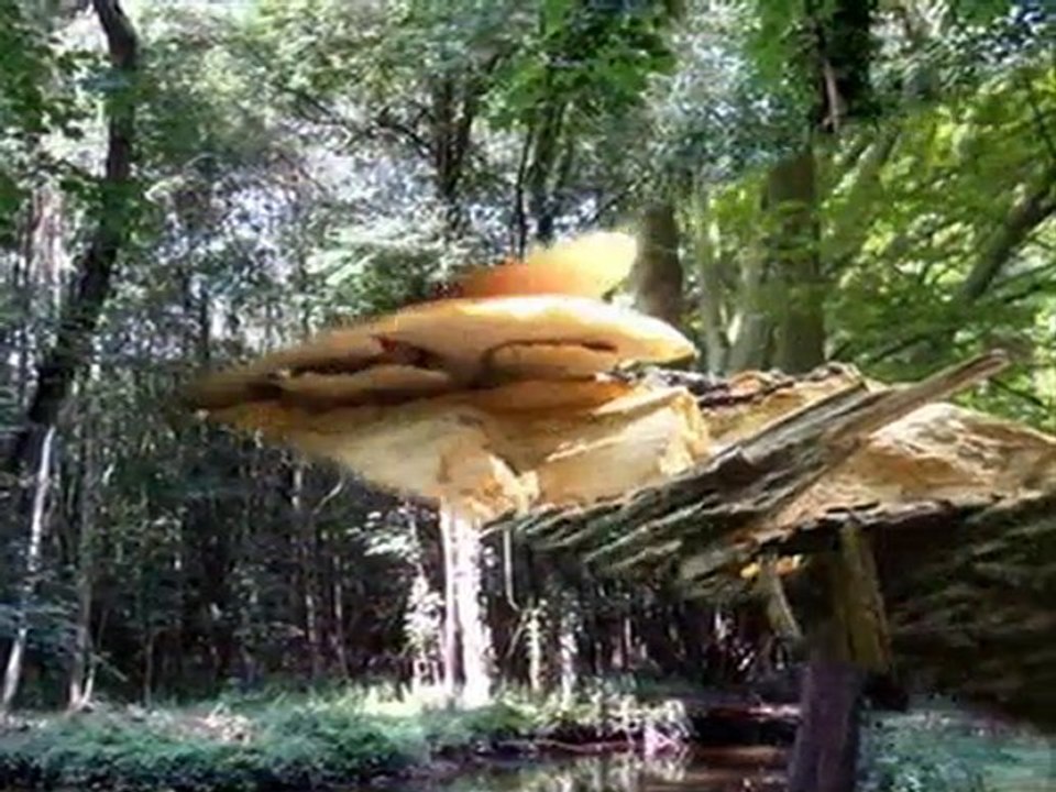 Pique-nique à Echarcon 9 août 2010