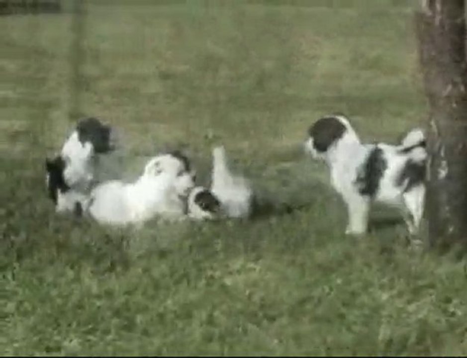 Terriers du Tibet en Famille
