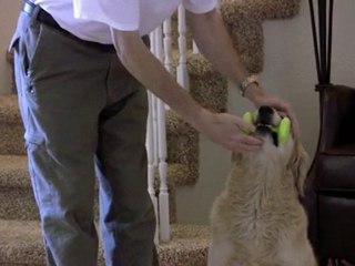 Teach A Dog To Fetch - Training The "Play Retrieve"