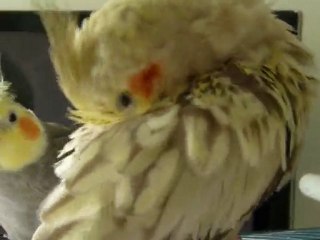 Coco fait son numéro (Calopsitte)