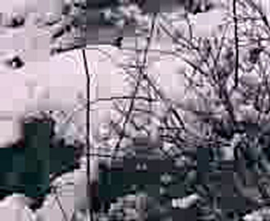 Vidéo005