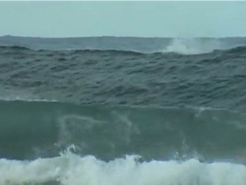 Dolphins Breaching in Byron Bay!