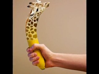 Photoshop animal hybrid video \ Photoshop tutorials