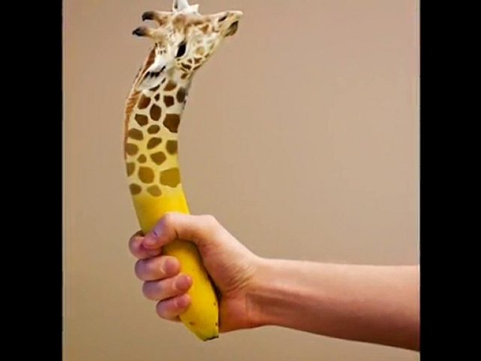 Photoshop animal hybrid video \ Photoshop tutorials