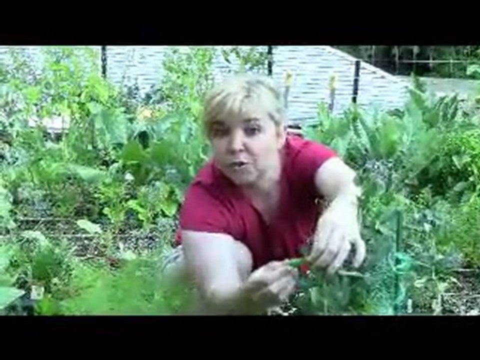 Sept. 26/10 Senga's Vlog - How to harvest snow peas