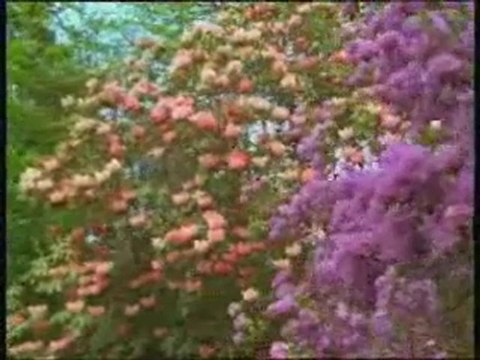 abdulkadir geylani-1