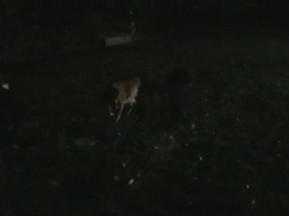 Rencontres nocturnes