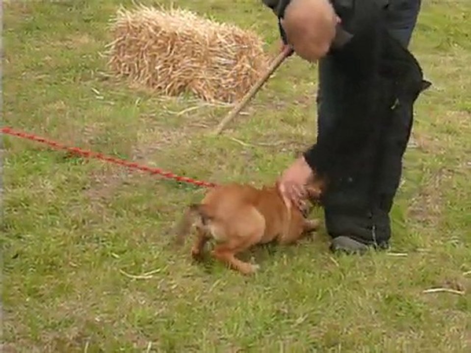 Démonstration mordant Fidji le 26/09/10