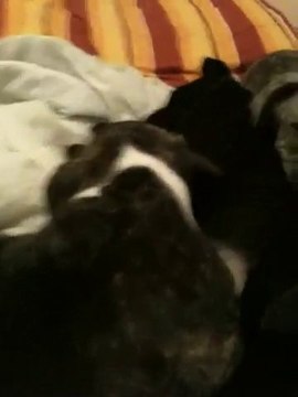 Staff Chiot De Vindetta