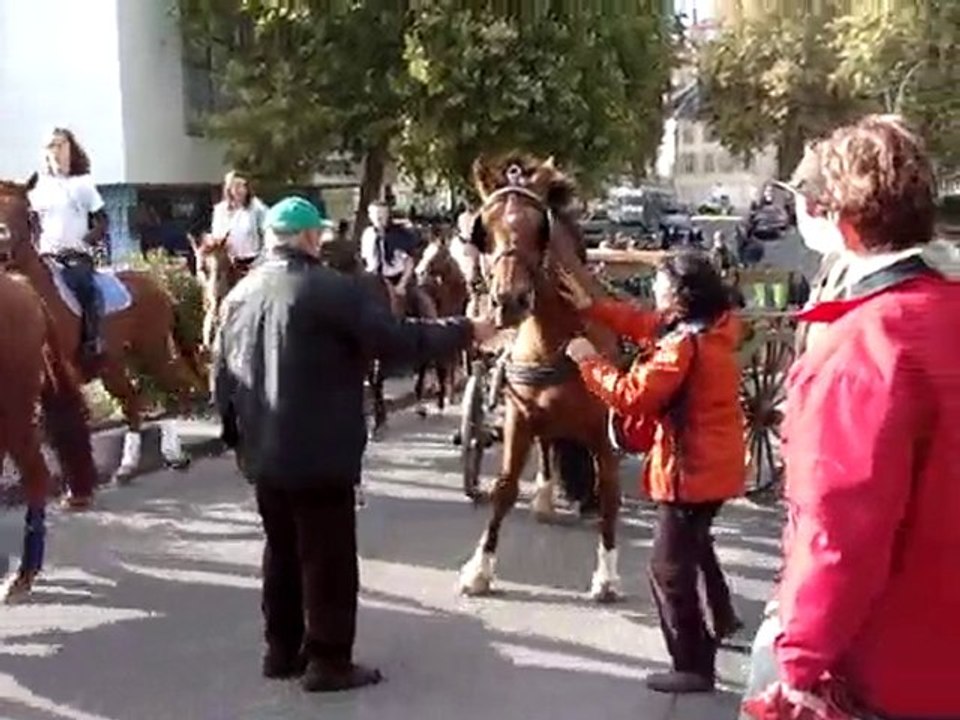Fête du cheval 25/09/2010  (3)
