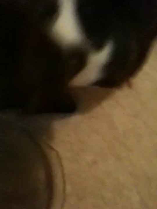 Staff Chiot De Vindetta