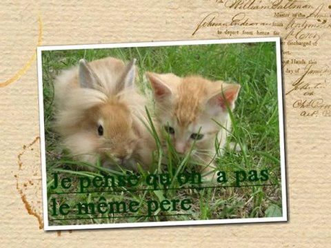 Les pensées de nos amis les animaux