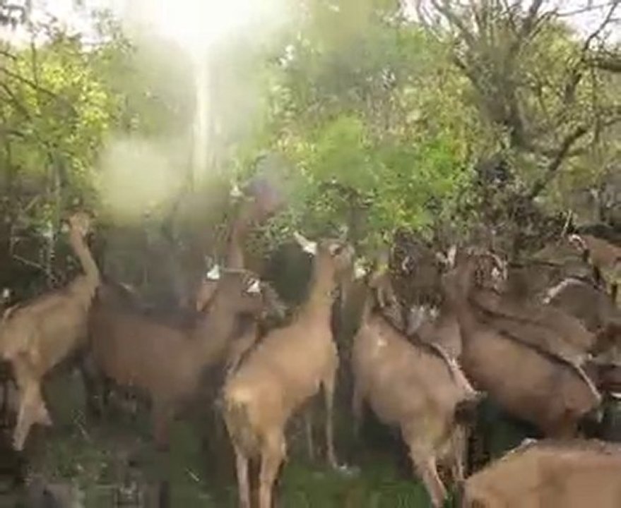 Comment avoir son petit coin de paradis pour une chèvre ?