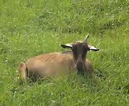 Les vacances au vert avec un bon plateau repas !