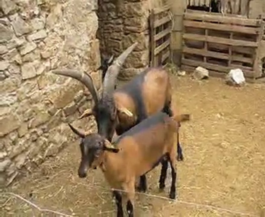 Comment un bouc drague une jeune chèvre ?