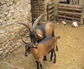 Comment un bouc drague une jeune chèvre ?