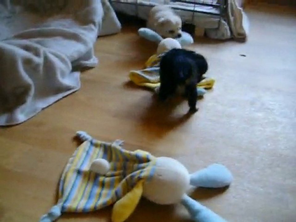 Bébés chihuahuas - 5 semaines