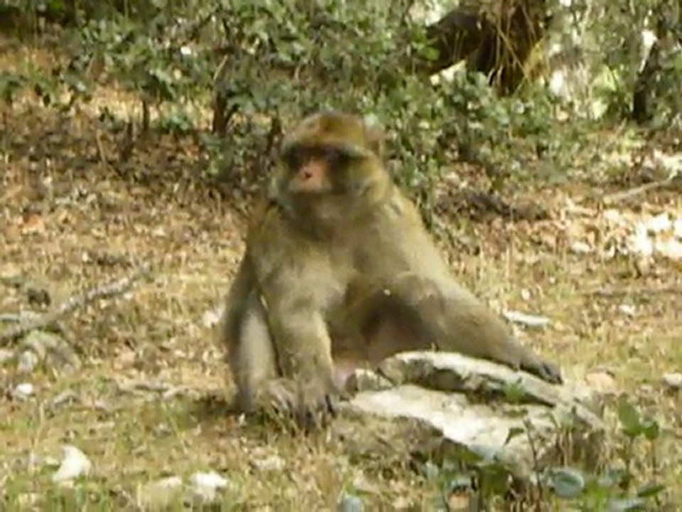 MAROC : singes magots, Parc National d'Ifrane.