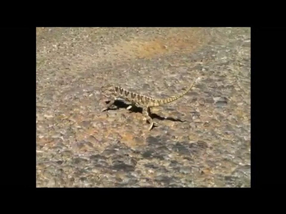 Anamur Çataloluk Köyü Bukalemun Chamaeleon (oder ein Hardun?