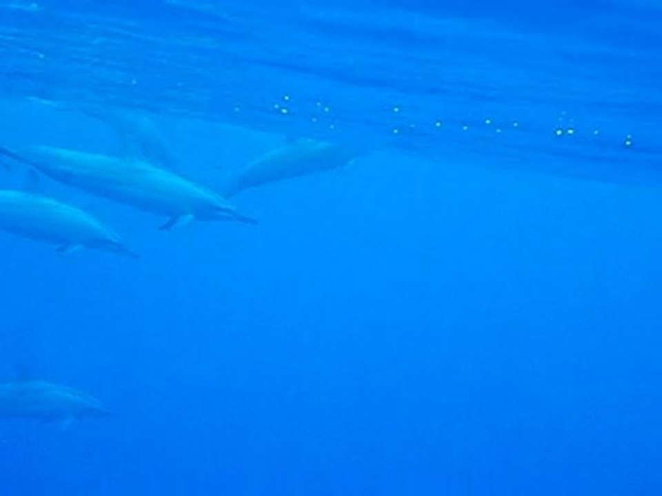 Baignade avec les dauphins