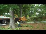 Palmetto Tree Service Equipment Charleston and Mt Pleasant