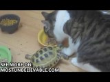 Crazy turtle attacks a cat