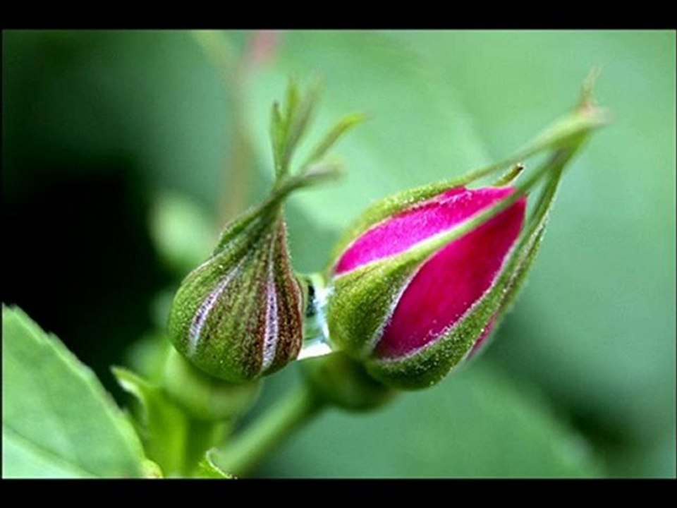 Tomurcuk Gülün Hikayesi