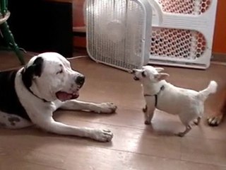 BOHÈME the great pitbull vs Kwini the great Chiwawa