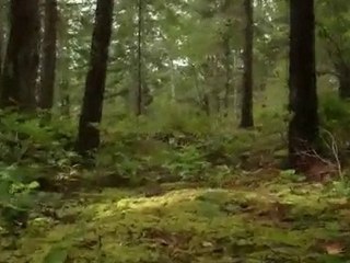 Bushwhack - Part One