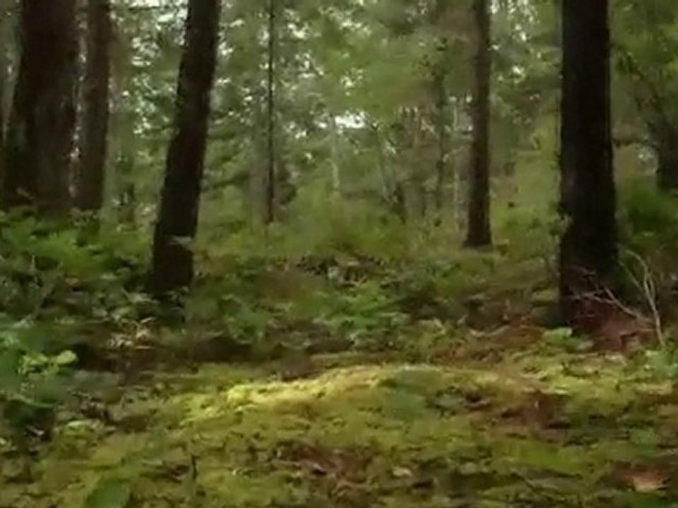 Bushwhack - Part One