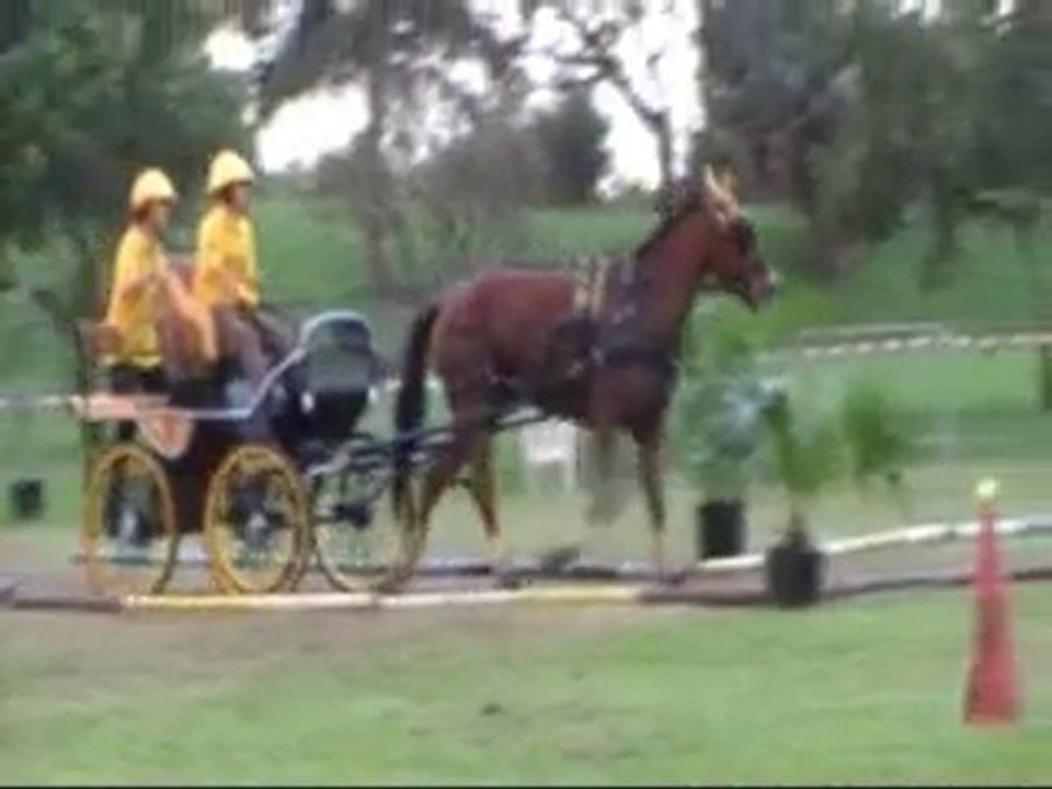 Mania régine colosse
