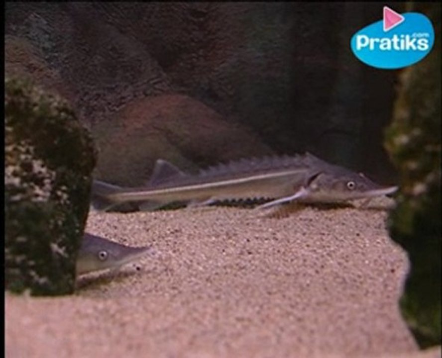 Comment reconnaître un esturgeon ?