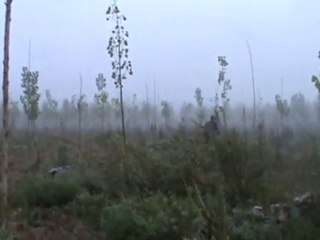 hüseytin tunçal bıldırcın avı