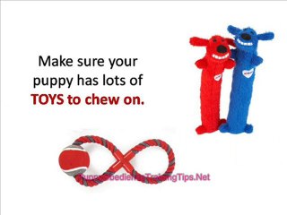 Puppy Obedience Training - Housebreaking Your New Puppy