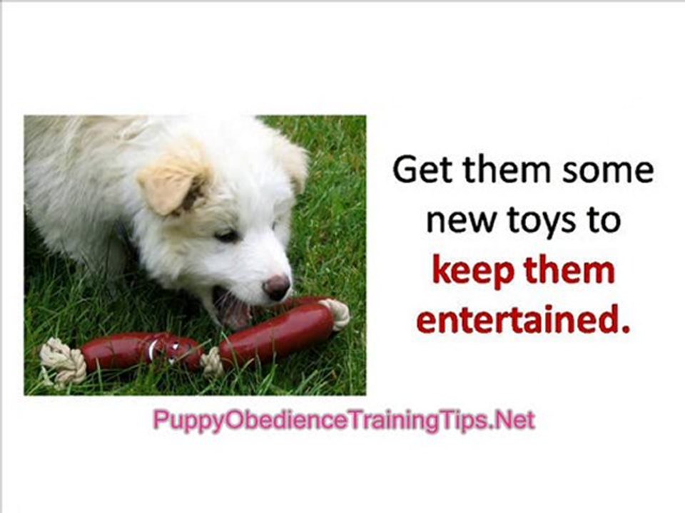 Puppy Obedience Training - How to Quiet Your Barking Dog