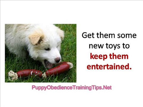 Puppy Obedience Training - How to Quiet Your Barking Dog