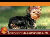 Legg-Perthes Disease - Key Cause of Small Dog Arthritis