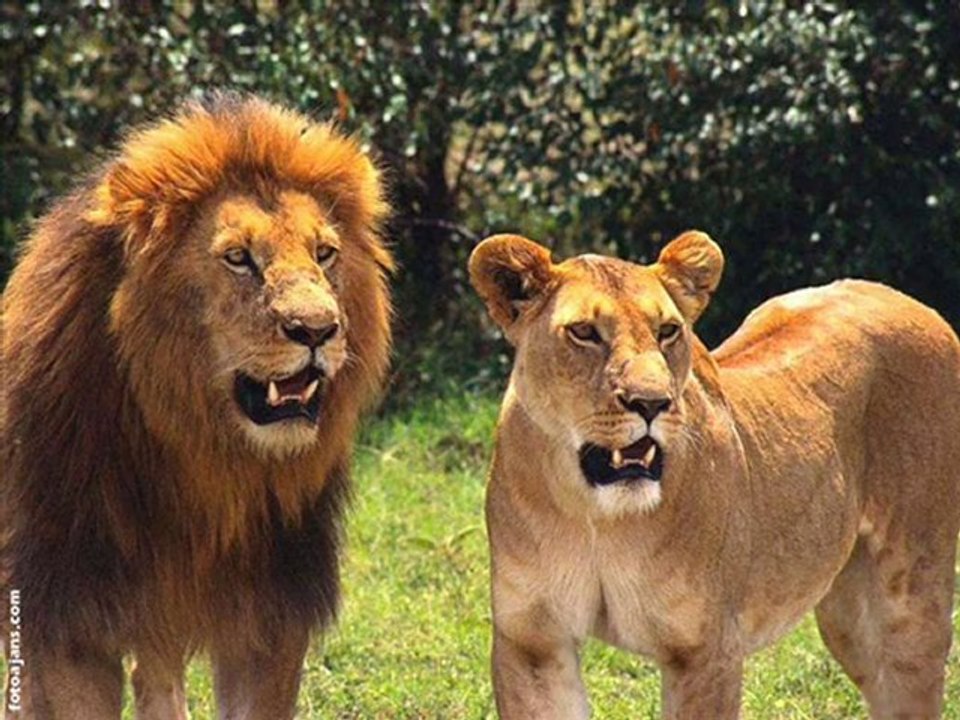 Son Varadero - Songo y Guajira