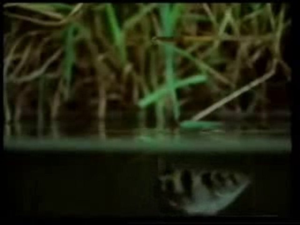 Fish catch fish (( سمكة تصطاد سمكة (( سبحان الله