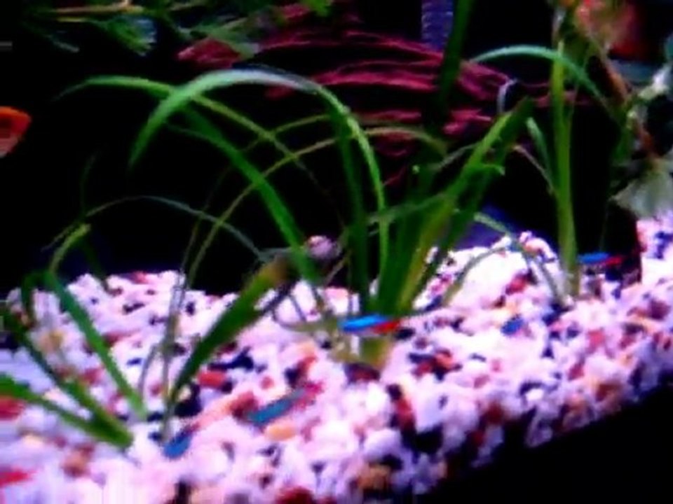 Bitkili Gurami Akvaryumum