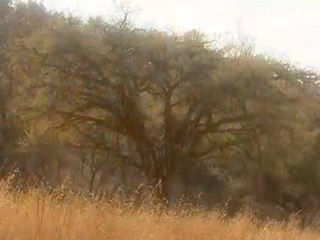 Communication des plantes 1sur3 (fascinant)