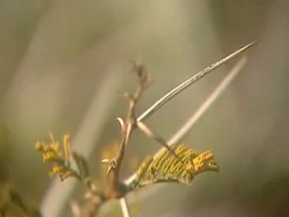 Communication des plantes 2sur3 (fascinant)