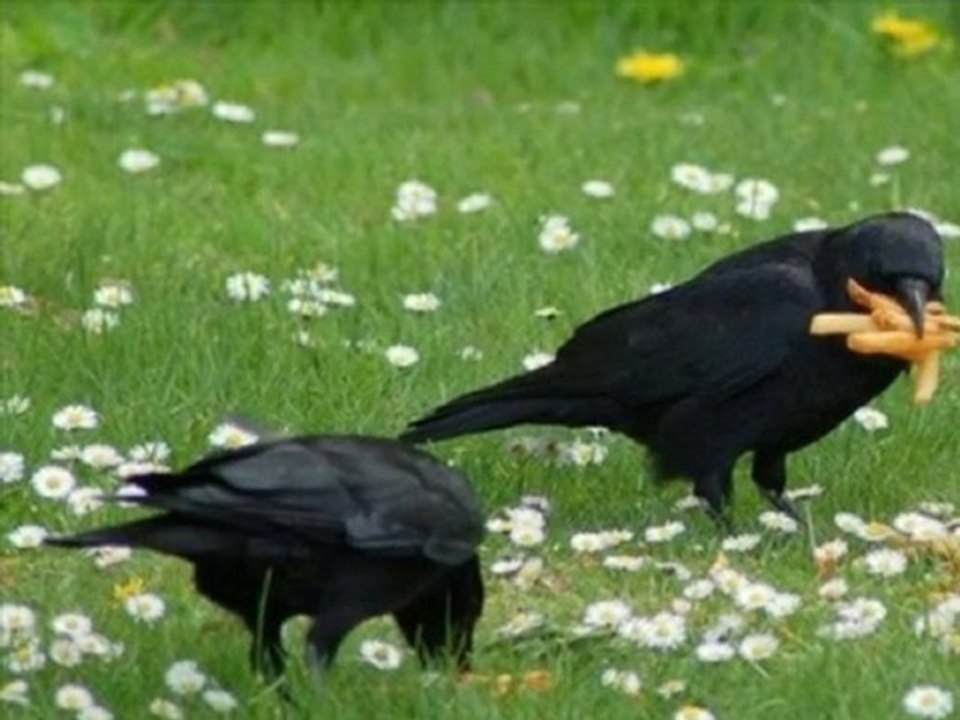 ABBAS TURAN - "KALMIŞ MUSTAFA"