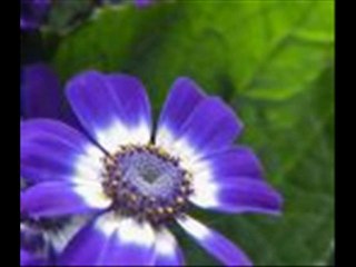 suat yıldırım yüreğime gir de bir bak