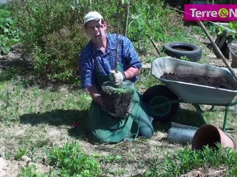 Comment protéger les racines de son pommier!