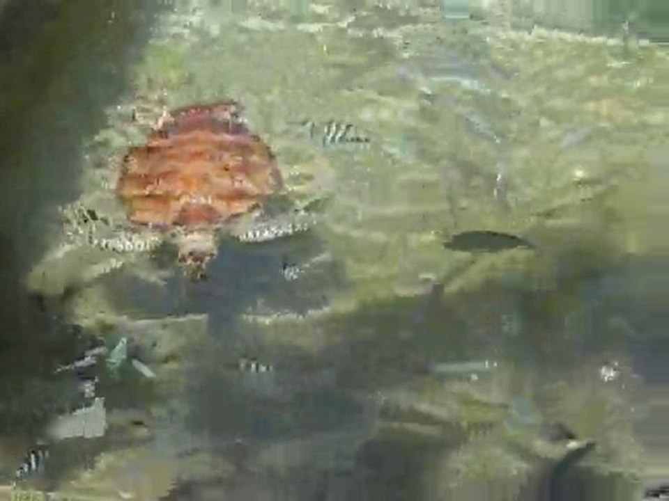 repas tortues