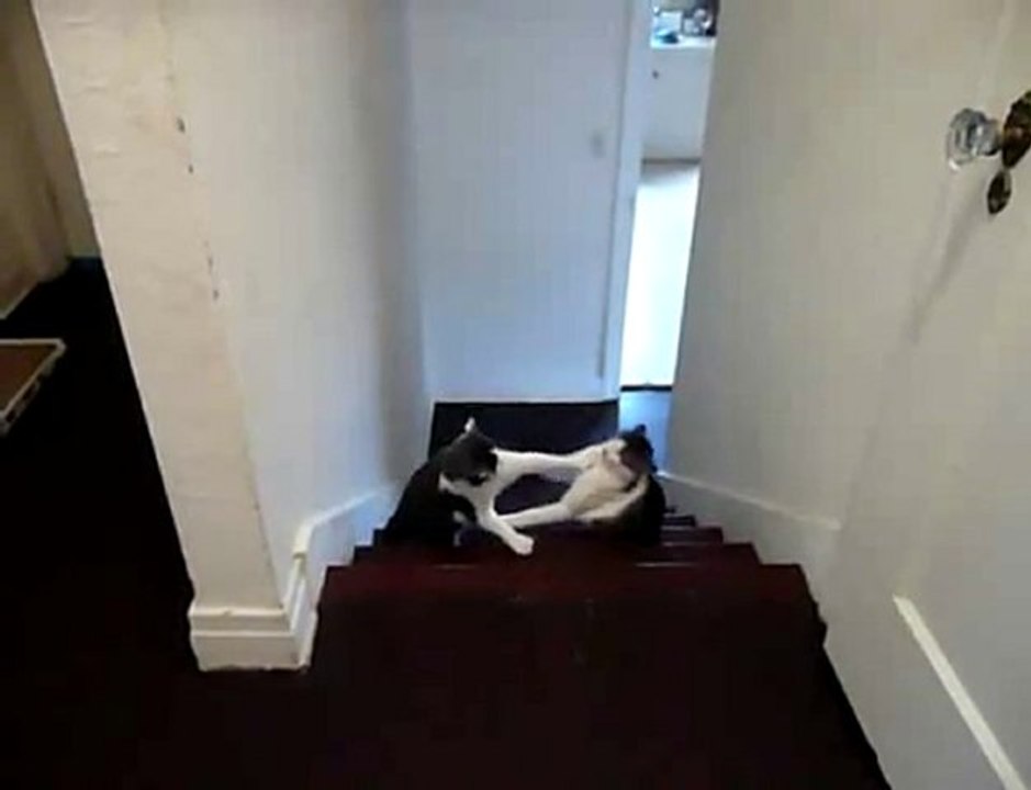 Des chat qui font de la BOXE XD