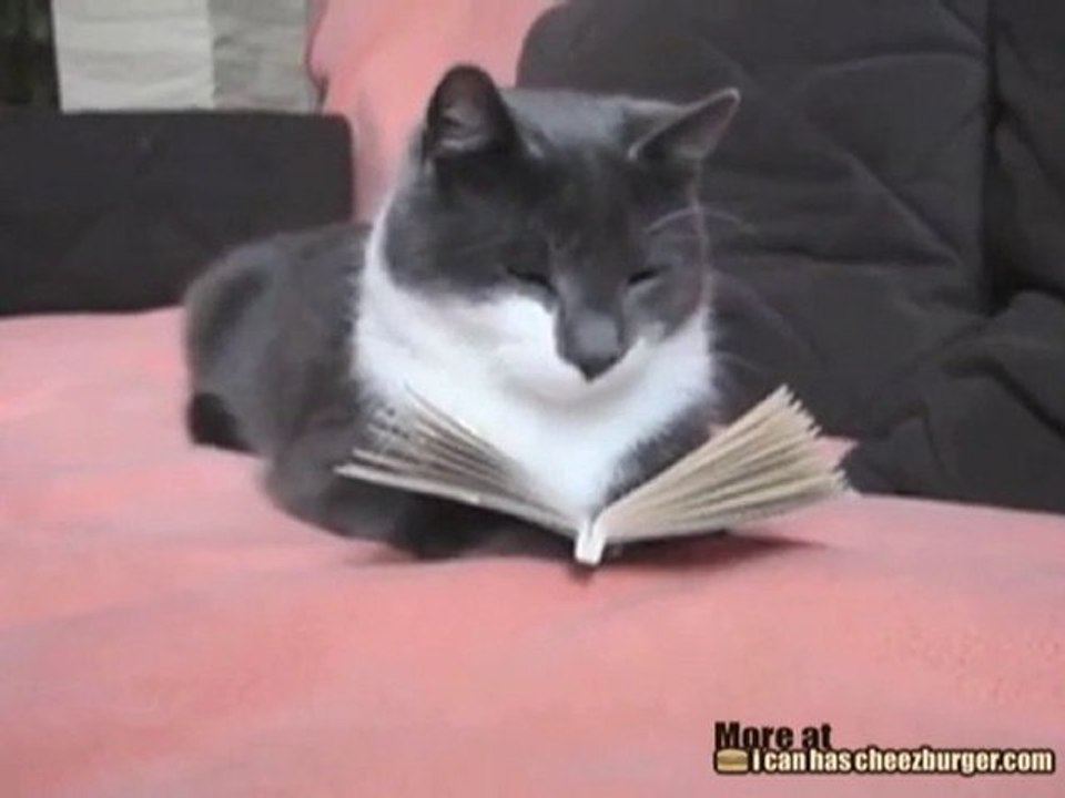 Il gatto secchione legge un libro
