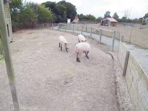 Quand on donne des glands à des cochon ça donne ça ! MDR