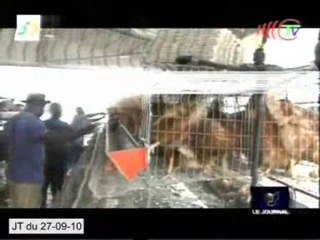 Bientôt l’inauguration du nouveau village agricole de Nkouo